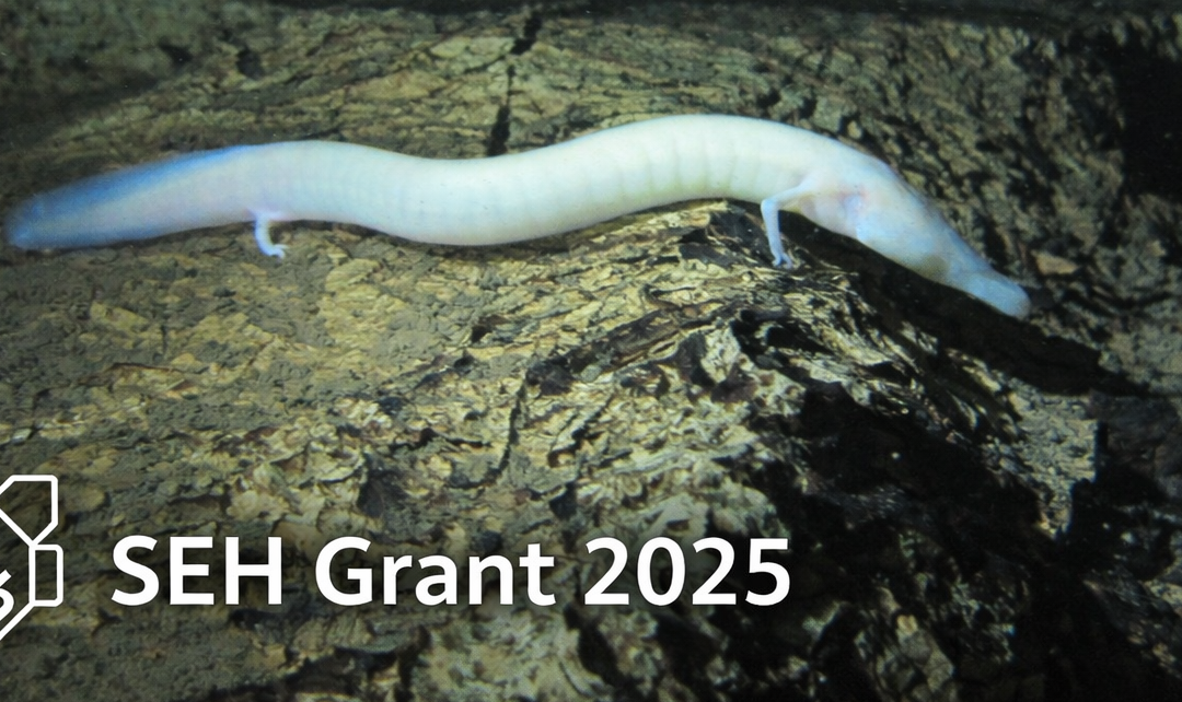 SEH Grant 2025