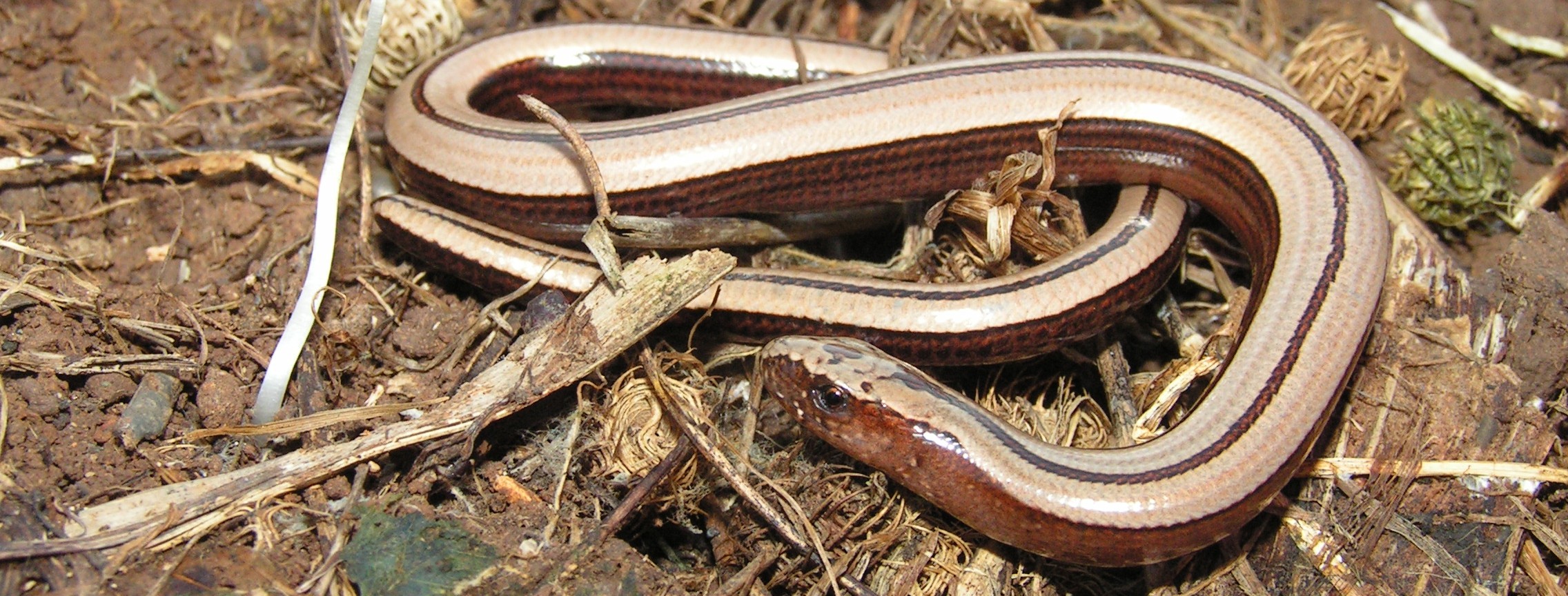 Anguis fragilis