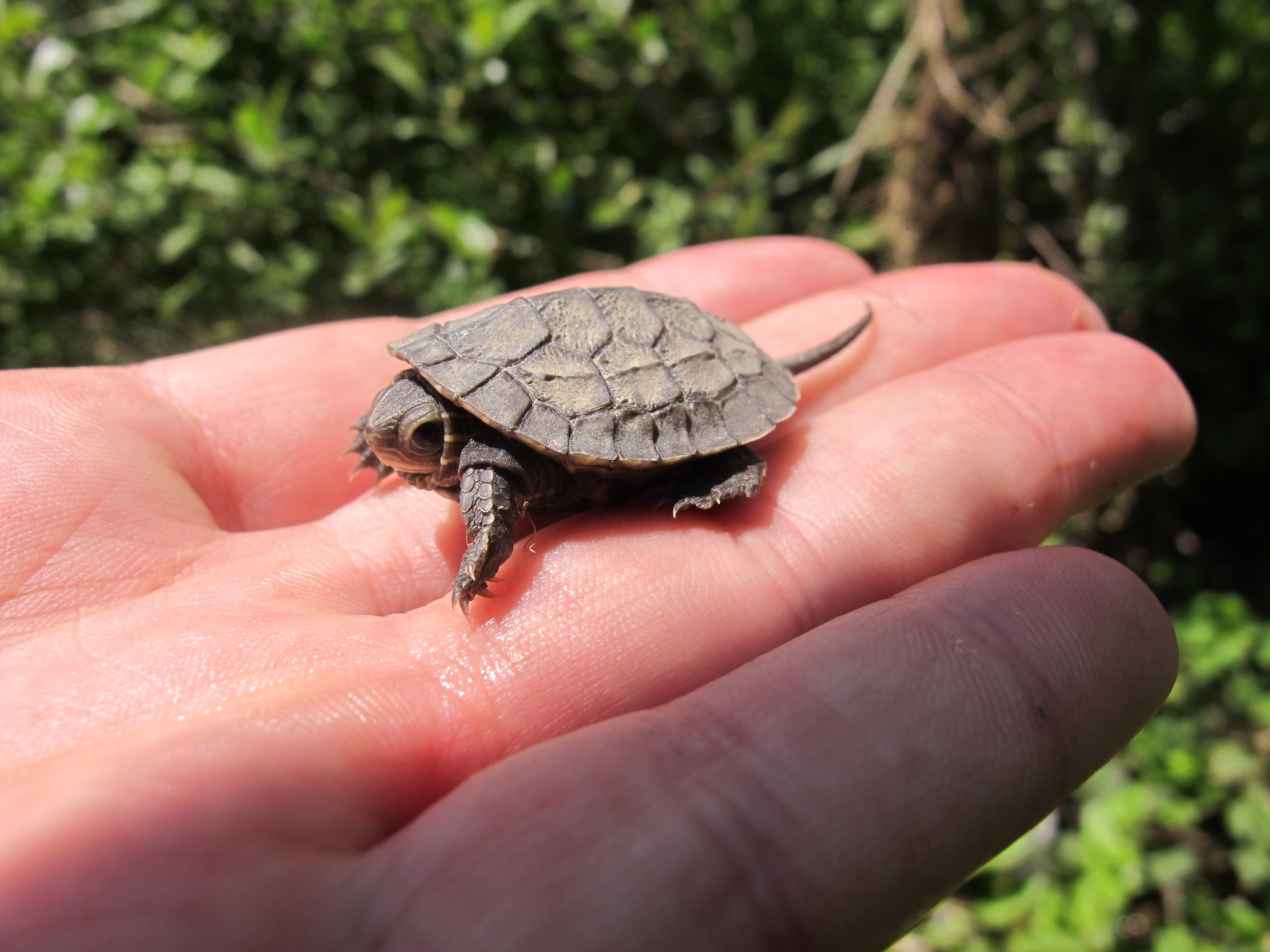 Mauremys rivulata Mauremys rivulata