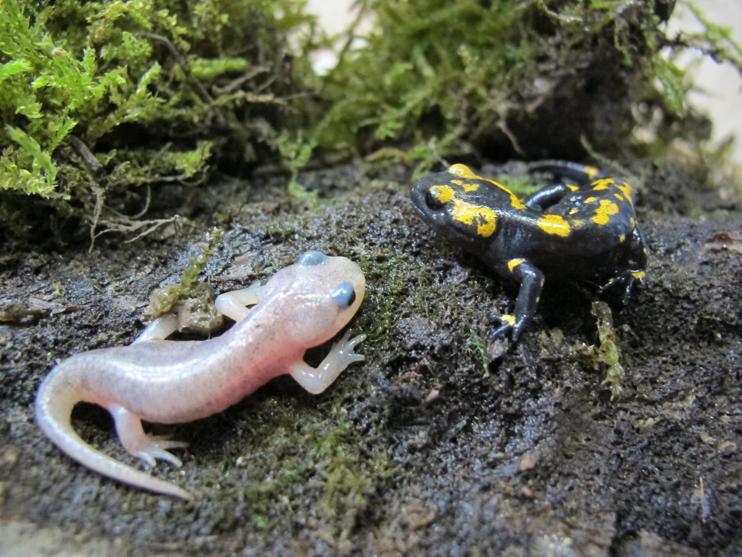 Salamandra salamandra