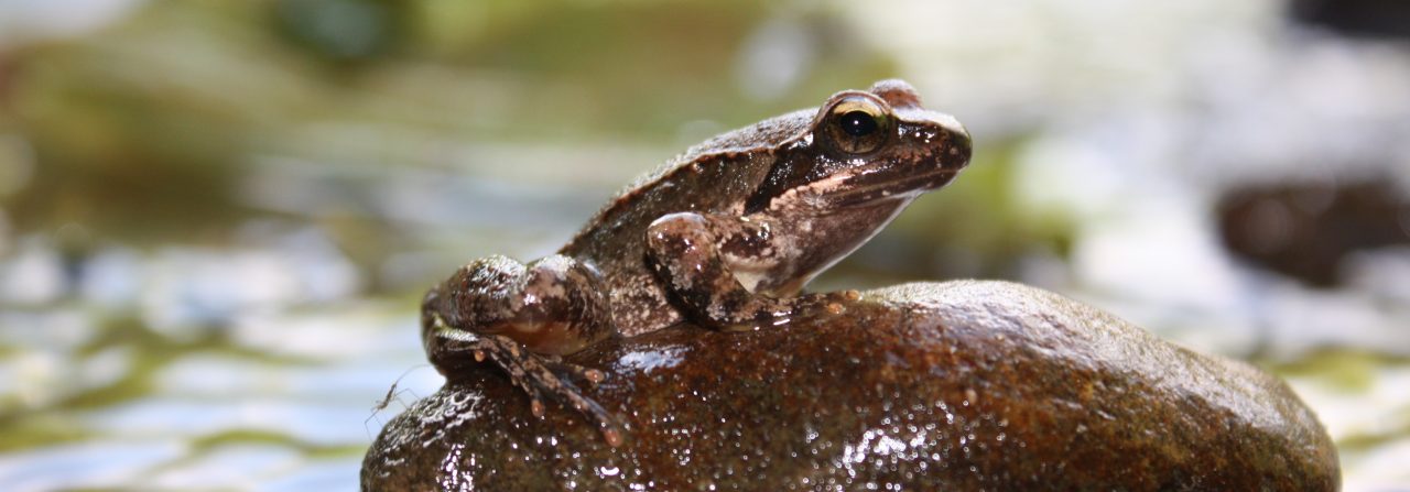 Amphibia Sp AMPHIBIA-REPTILIA | Societas Europaea Herpetologica