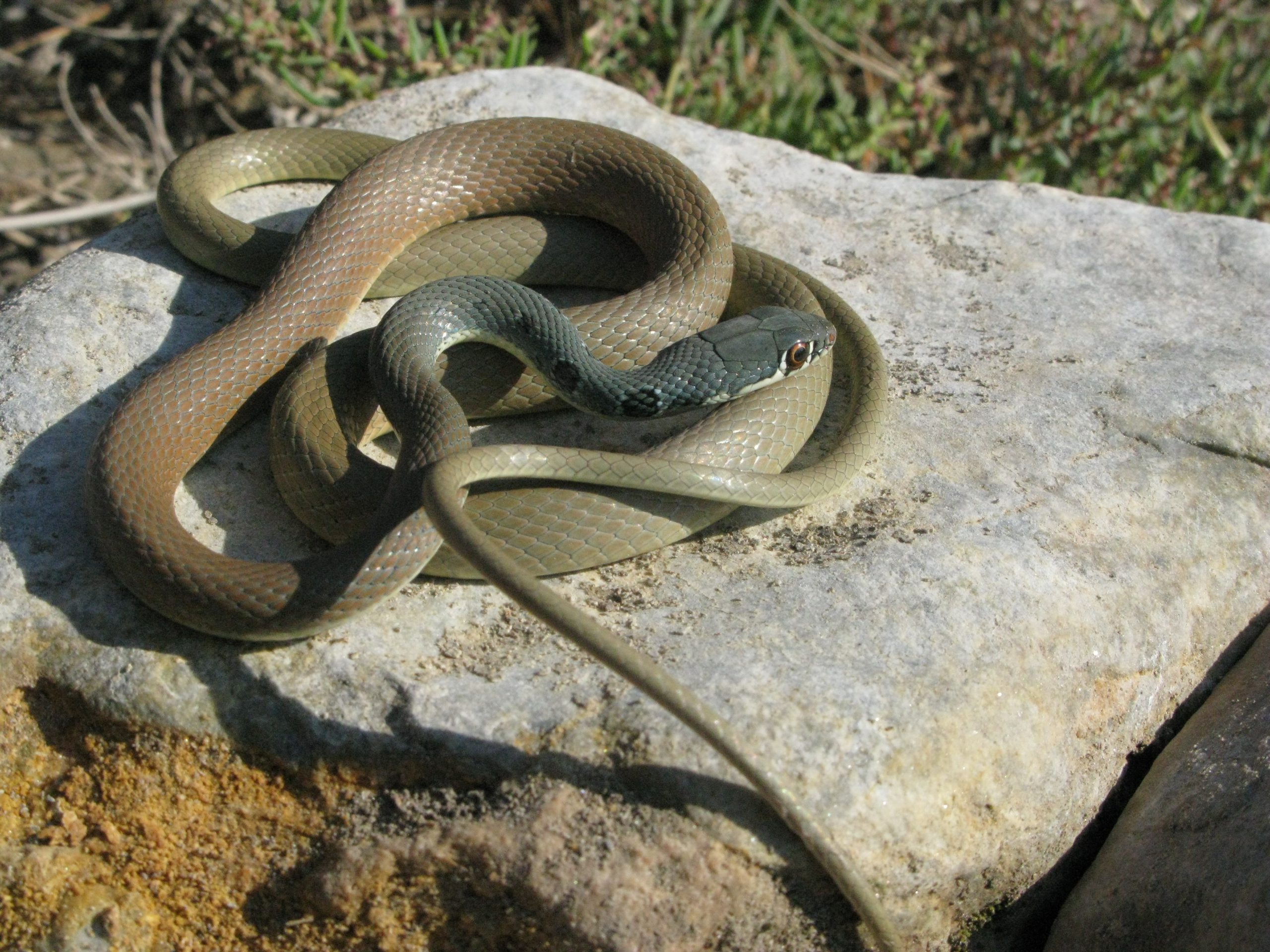 Platyceps najadum Platyceps najadum