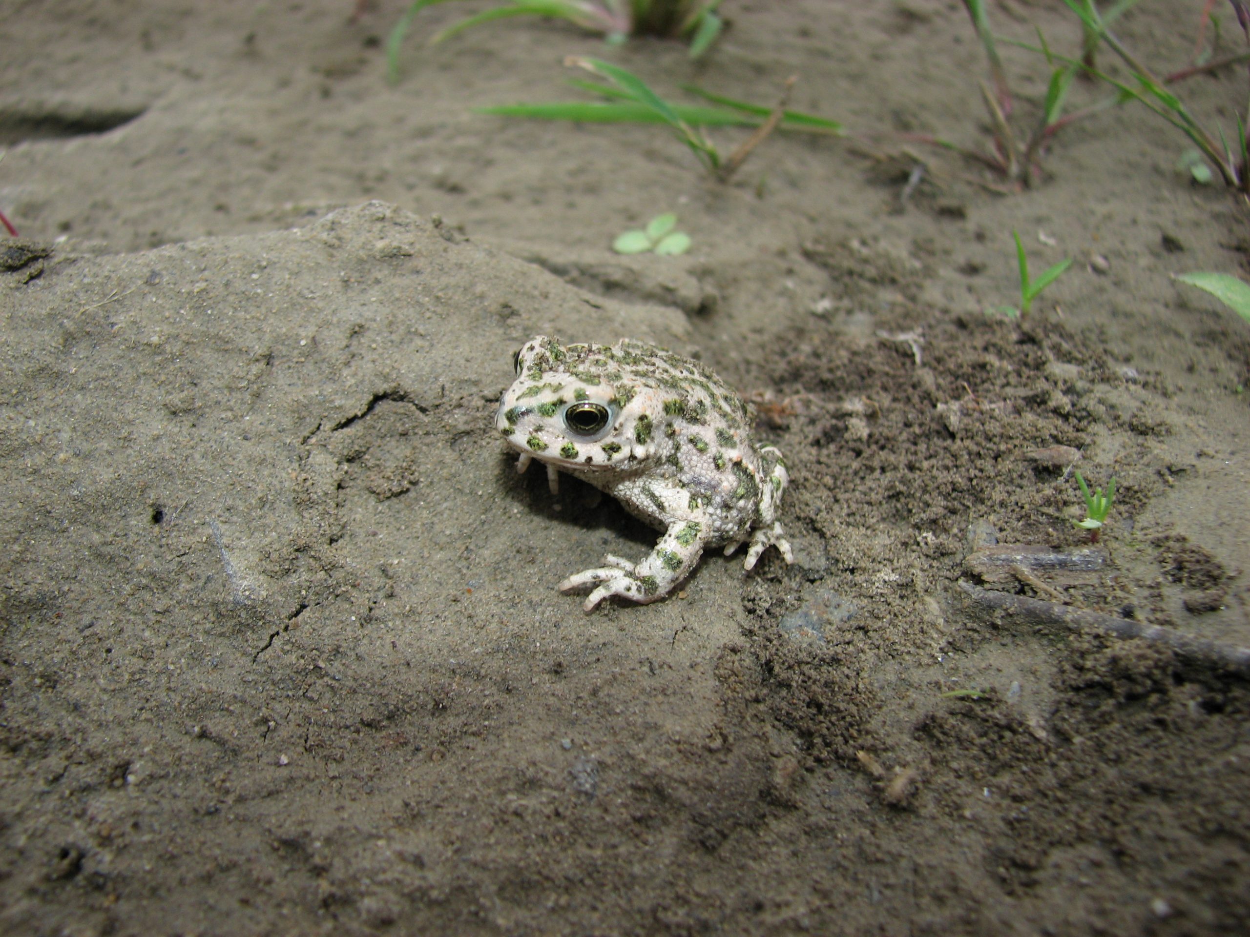 Epidalea viridis Epidalea viridis