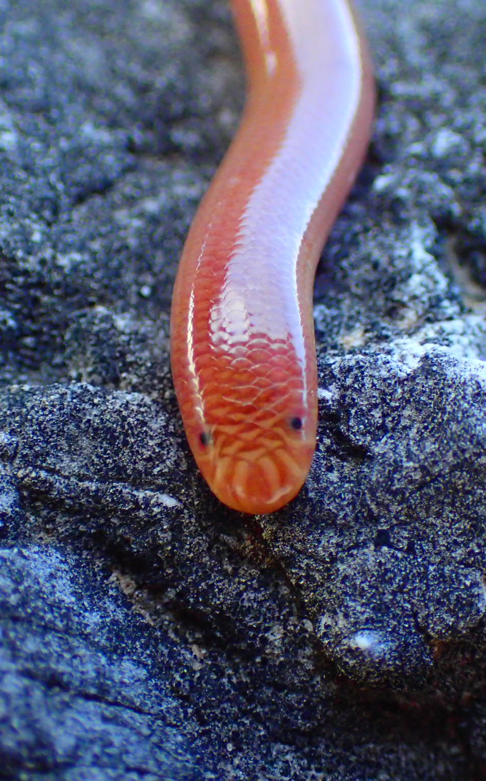 Typhlops