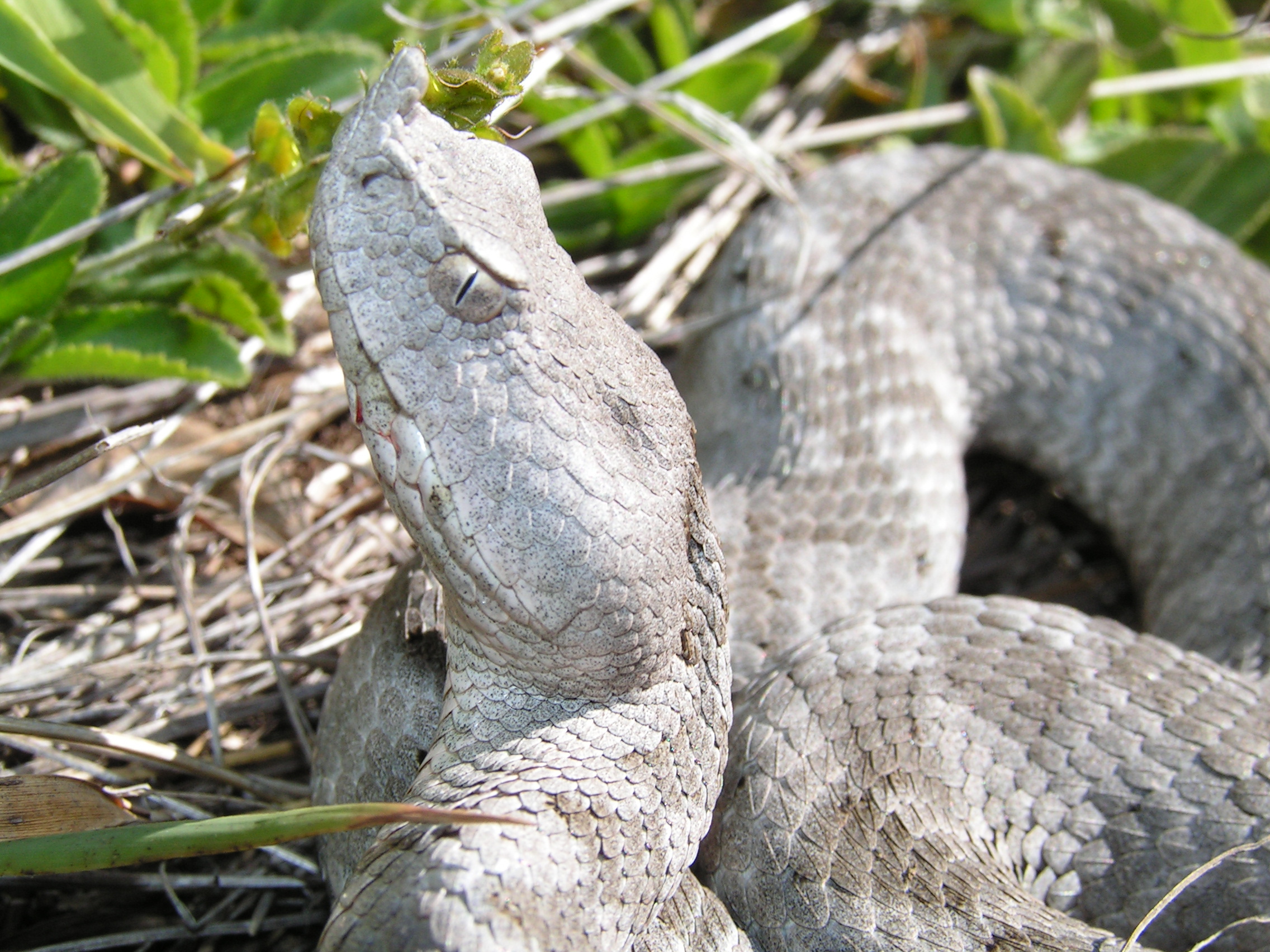 Vipera ammodytes