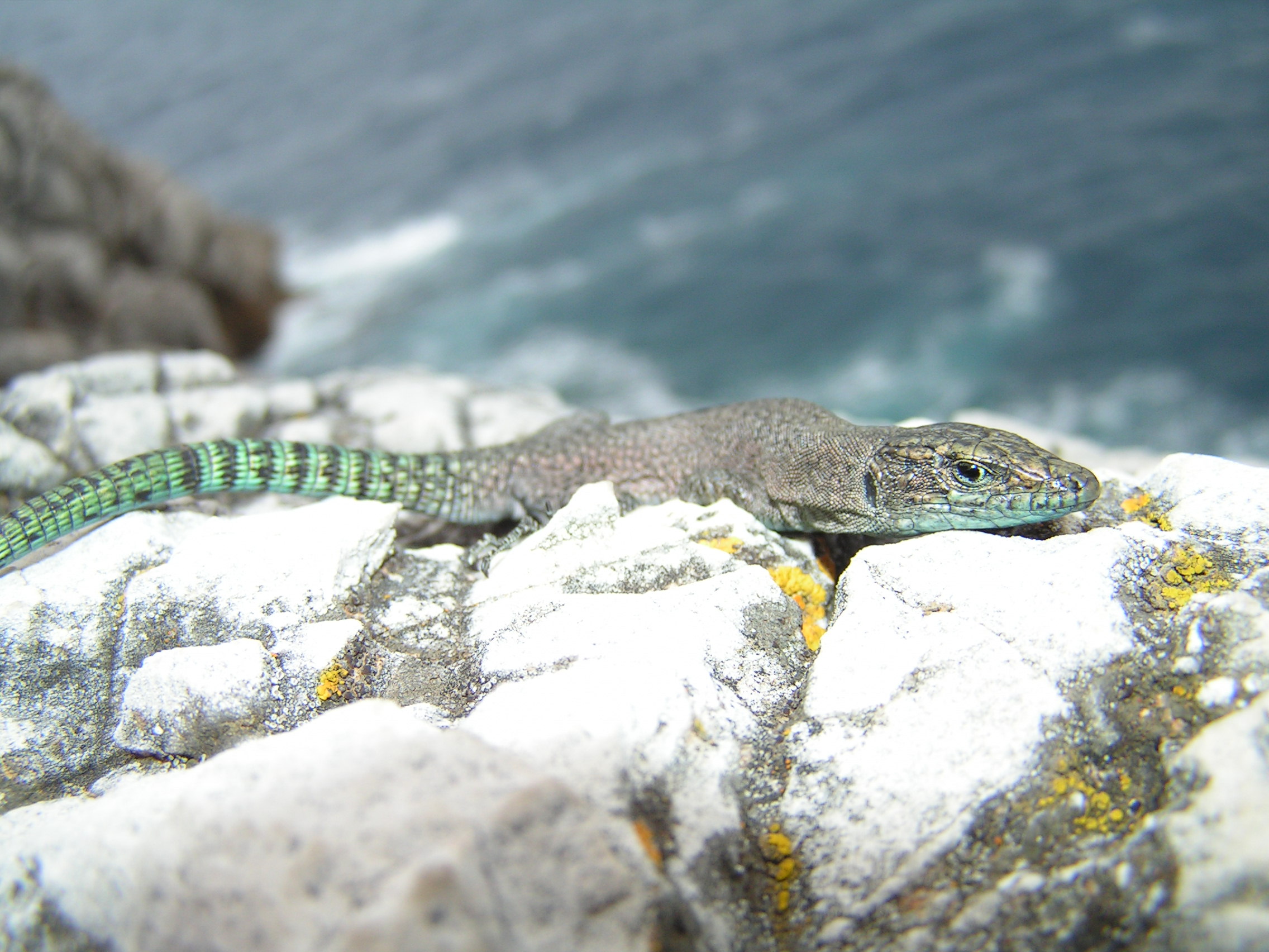 Dalmatolacerta oxycephala