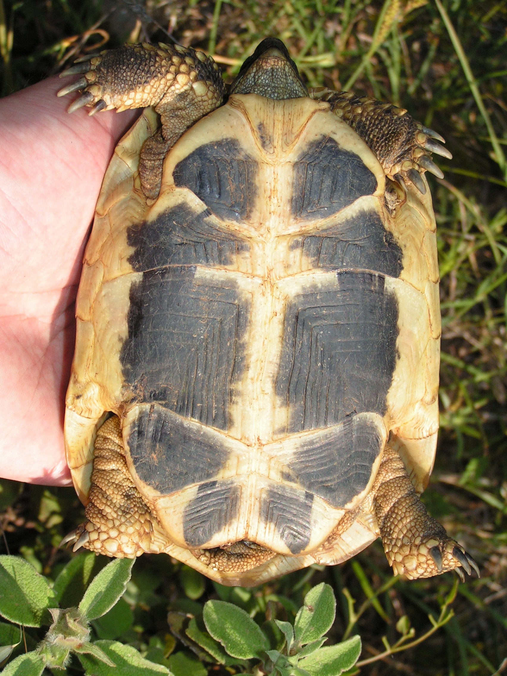 Testudo hermanni