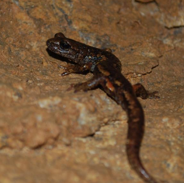 Ambrosi Cave Salamander
