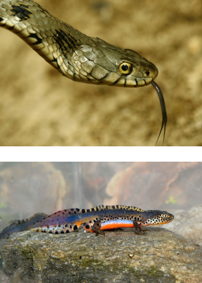 Grass snake Alpine newt