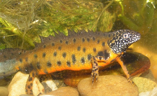 Danube Dragon