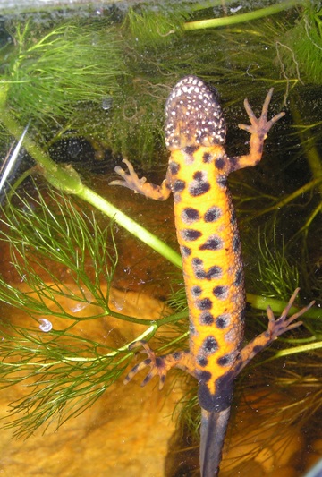 Triturus dobrogicus