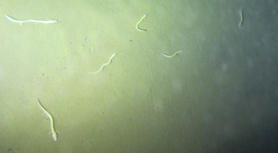 Proteus croaticus