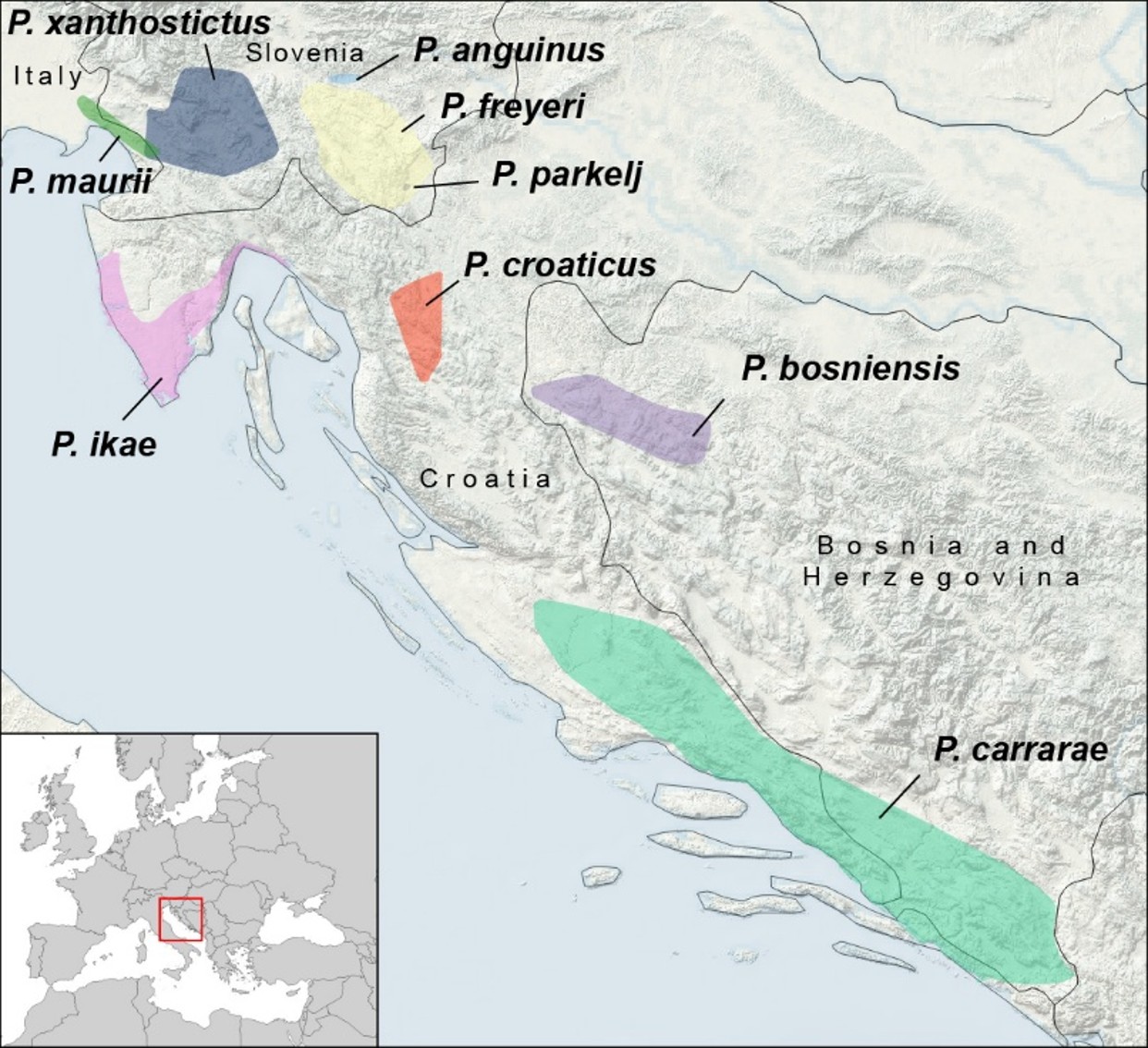 Proteus distribution