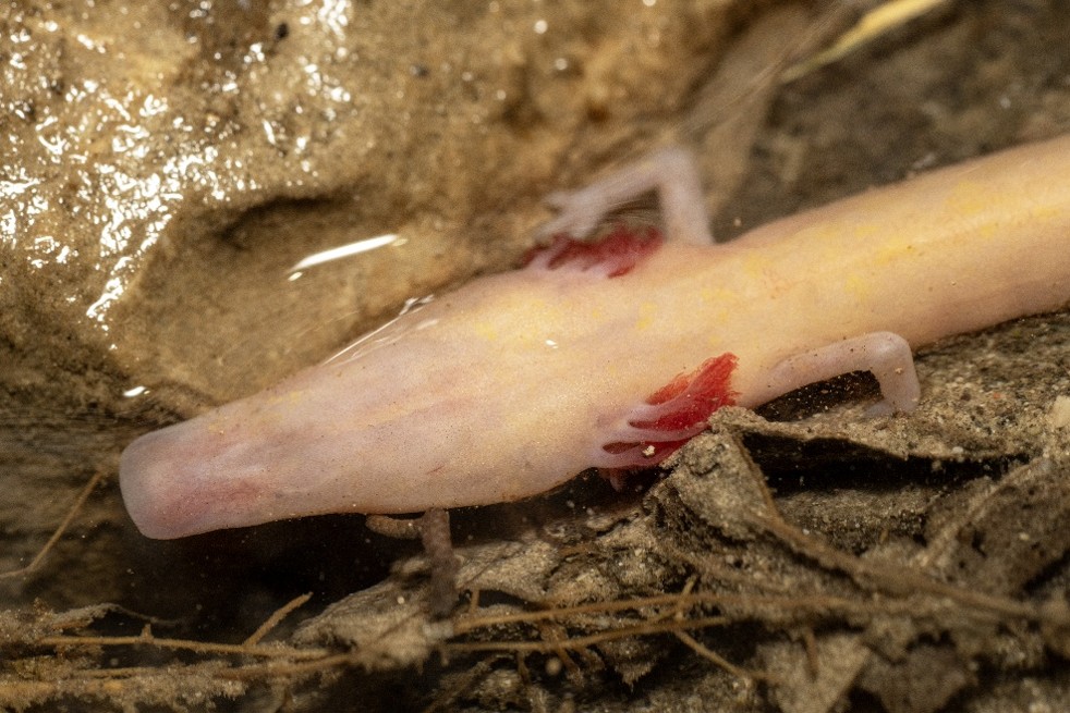 Proteus maurii